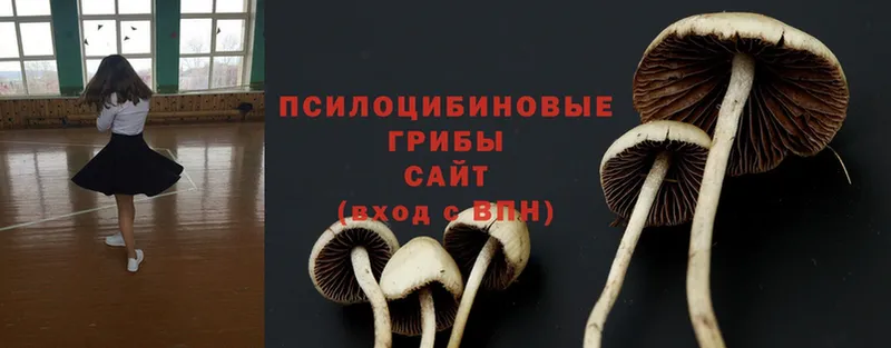 купить наркотики сайты  Бежецк  Галлюциногенные грибы Psilocybe 